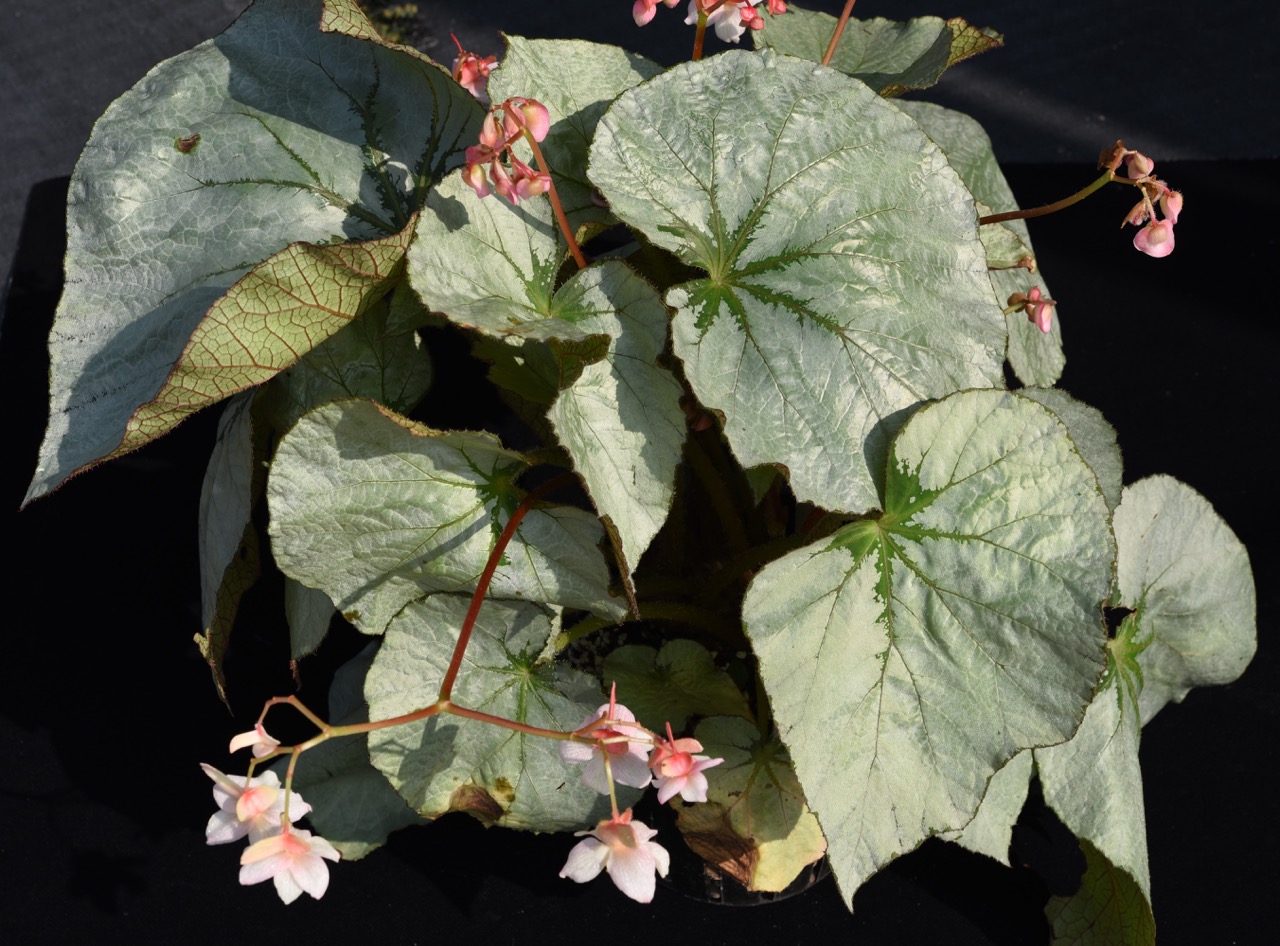 B. ‘Chenshan Silver’